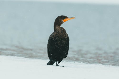 水鳥, 羽毛, 野生動物攝影 的 免費圖庫相片