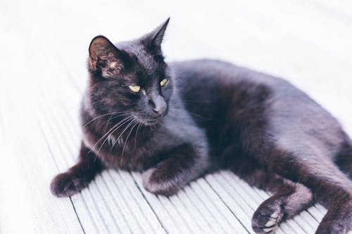무료 회색 바닥에 봄베이 고양이 스톡 사진