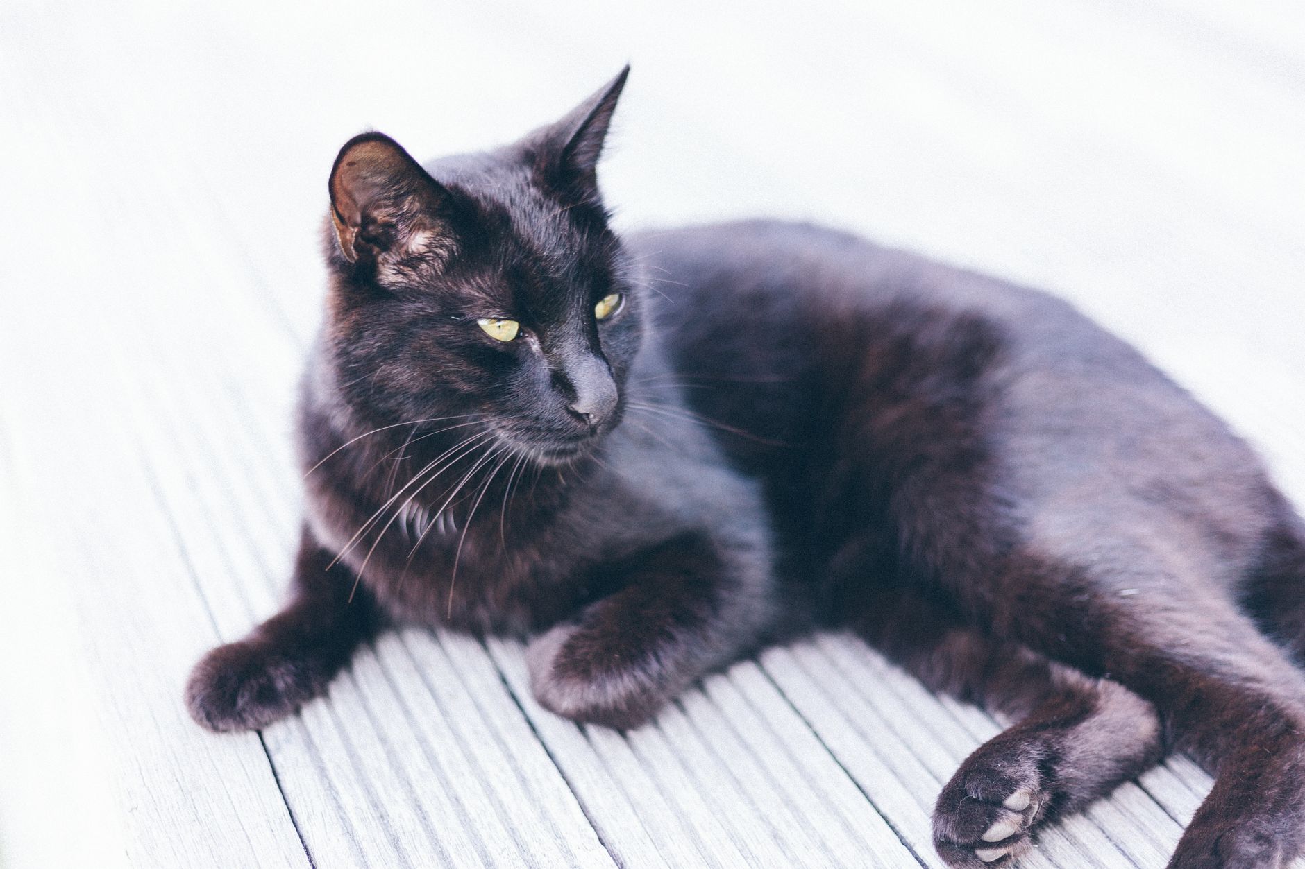 Portrait of a cat at a veterinary clinic