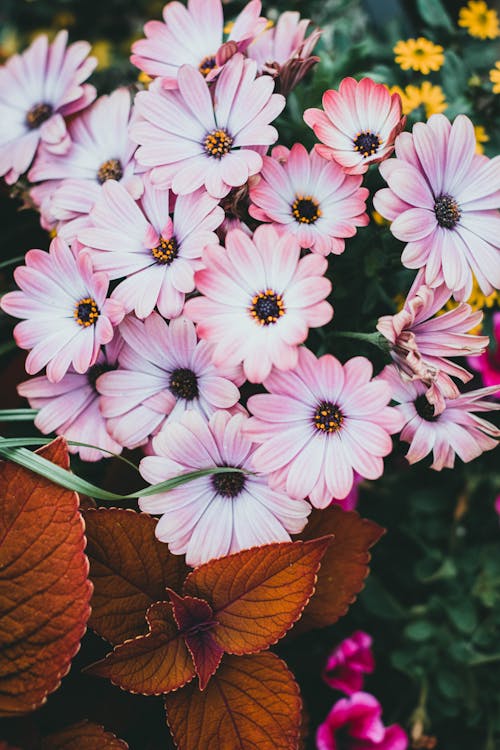 꽃가루, 꽃이 피는, 꽃잎의 무료 스톡 사진