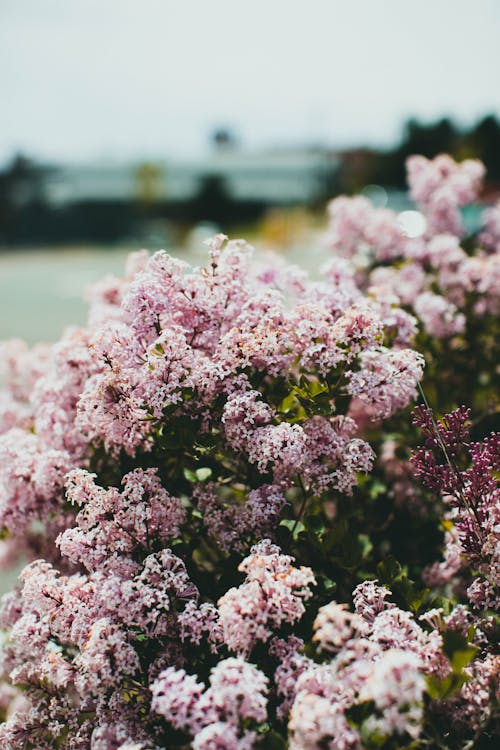 無料 フラワーズ, フローラ, 咲くの無料の写真素材 写真素材