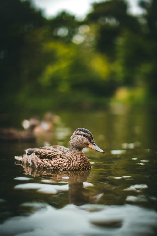 Free Serene view of a mallard duck swimming in a peaceful pond surrounded by lush greenery. Stock Photo