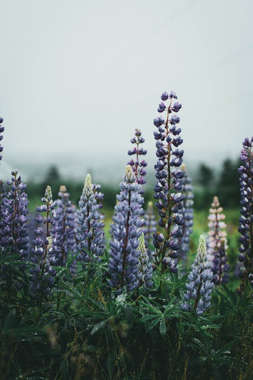 Kostnadsfri bild av blommig, blomning, delikat