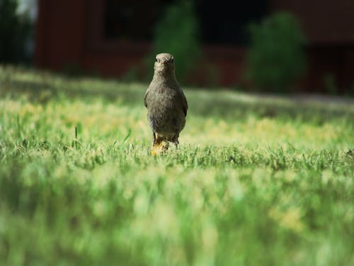 在綠色草地上的黑鳥