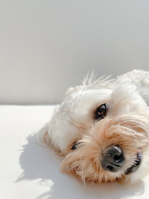 Free Close-up Photo of Cute Cockapoo Dog  Stock Photo