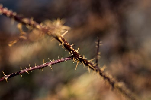 Free stock photo of thorns