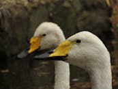 两只长着黄黑喙的白天鹅在自然环境中宁静优雅的特写