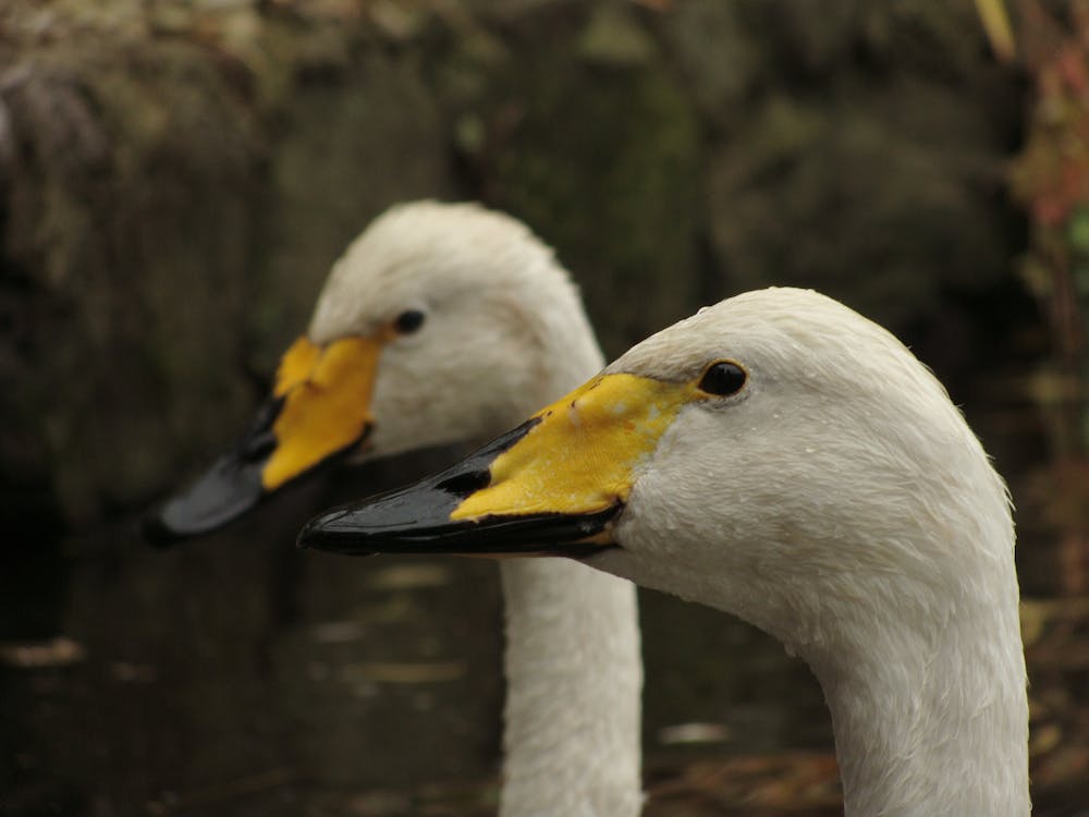Kostenlos 2 Weiße Gelbe Und Schwarze Enten Stock-Foto