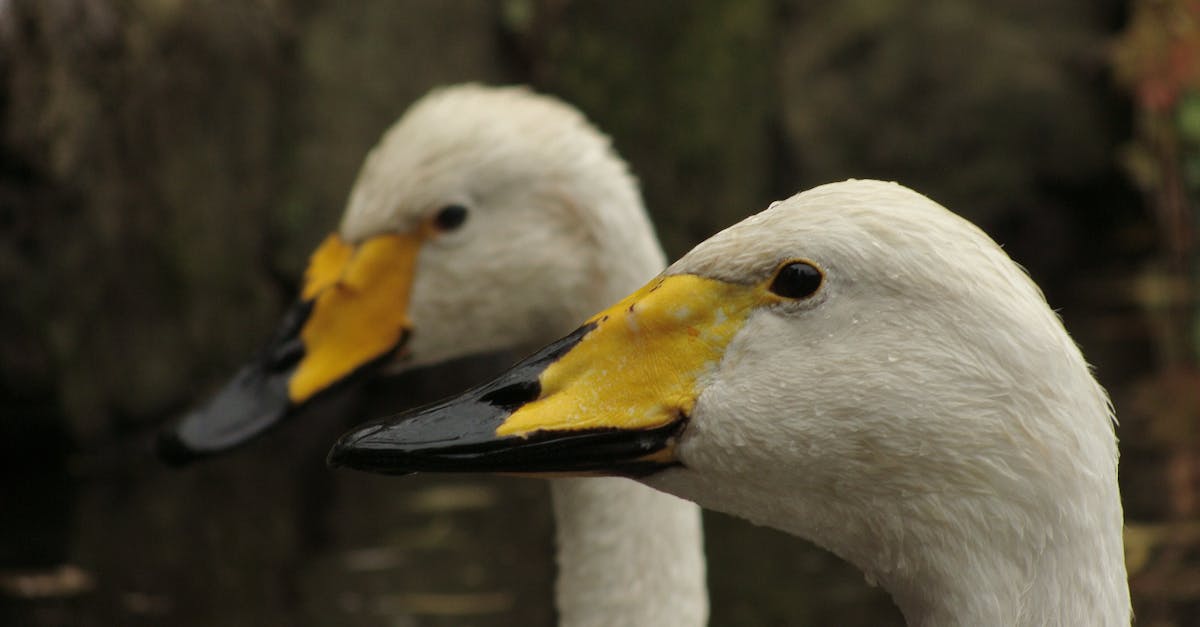 2 White Yellow and Black Ducks