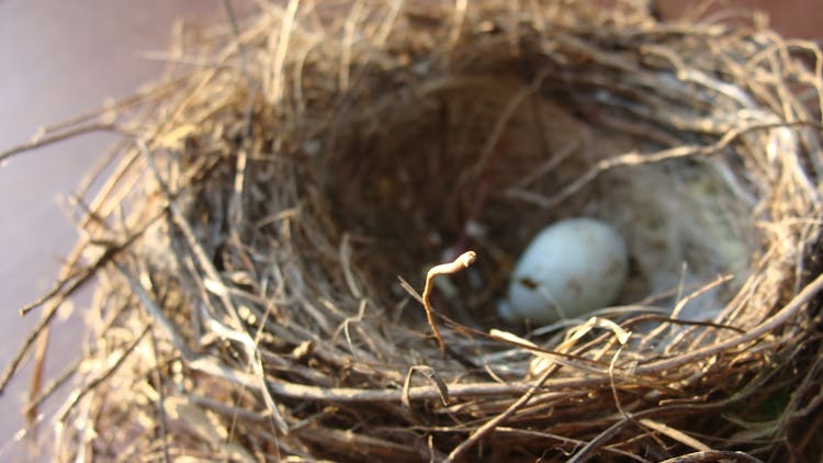 White Egg On Nest