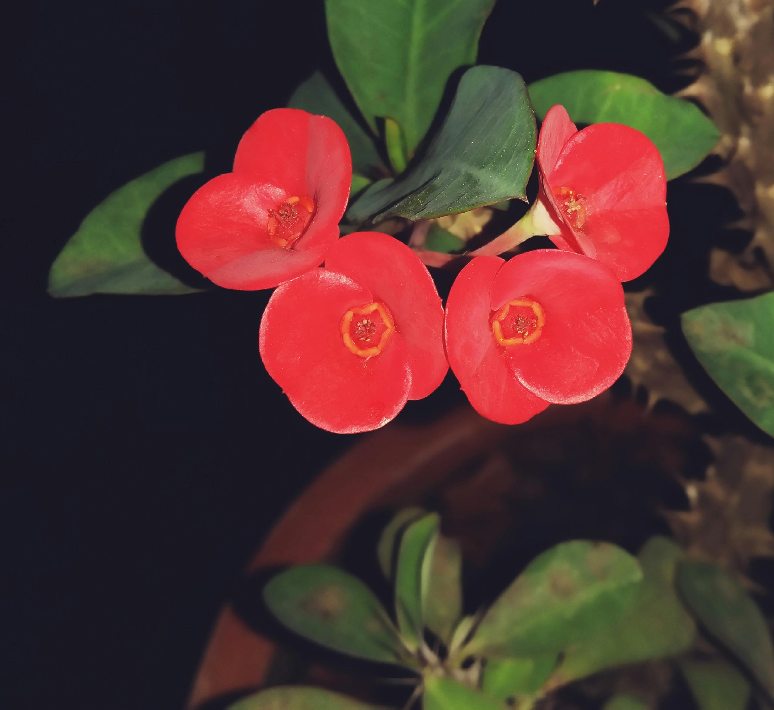 Free stock photo of Night flower, red flower