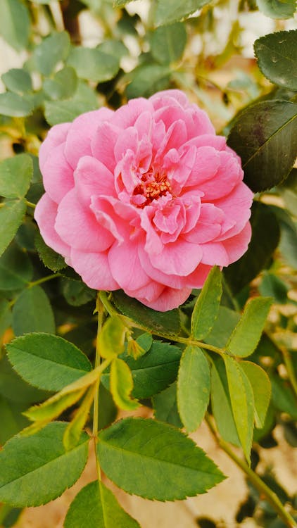 Gratis lagerfoto af blomstermotiv, blomstrende, delikat