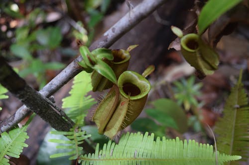 Free stock photo of borneo, jungle, pitcher plant