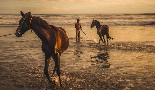 Free A man leads horses through the ocean waves at sunset, creating a serene equestrian scene. Stock Photo