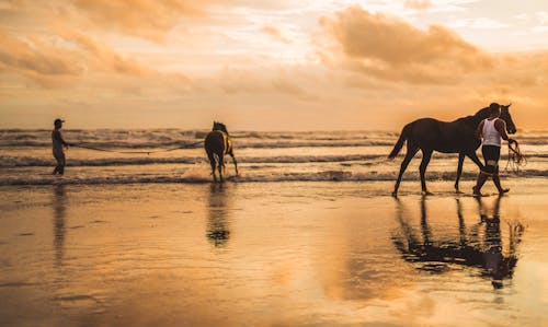 两匹马在沙滩上