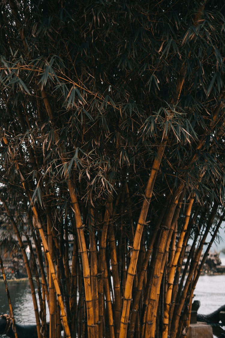 Bamboo Trees