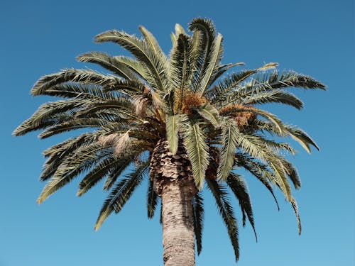 Бесплатное стоковое фото с низкоугольный выстрел, пальмовое дерево, природа