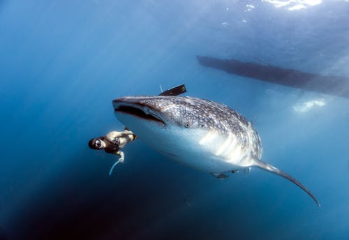 Free Scuba Diver swims beside a Whale Shark  Stock Photo