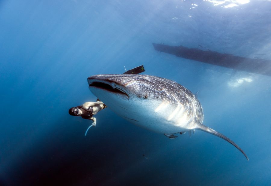 Diver swimming alongside a whale shark