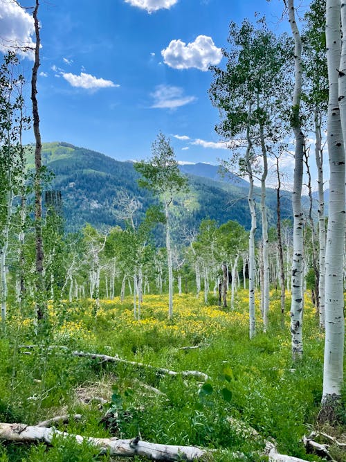 Foto profissional grátis de árvore do álamo tremedor, cadeia de montanhas, caminhada