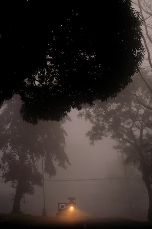 Foto profissional grátis de árvores, neblina, tomada de ângulo baixo