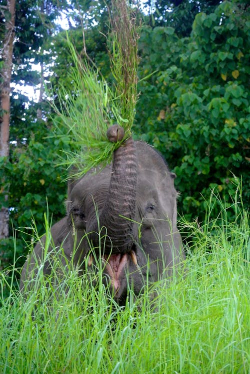 Δωρεάν στοκ φωτογραφιών με borneo, ελέφαντας