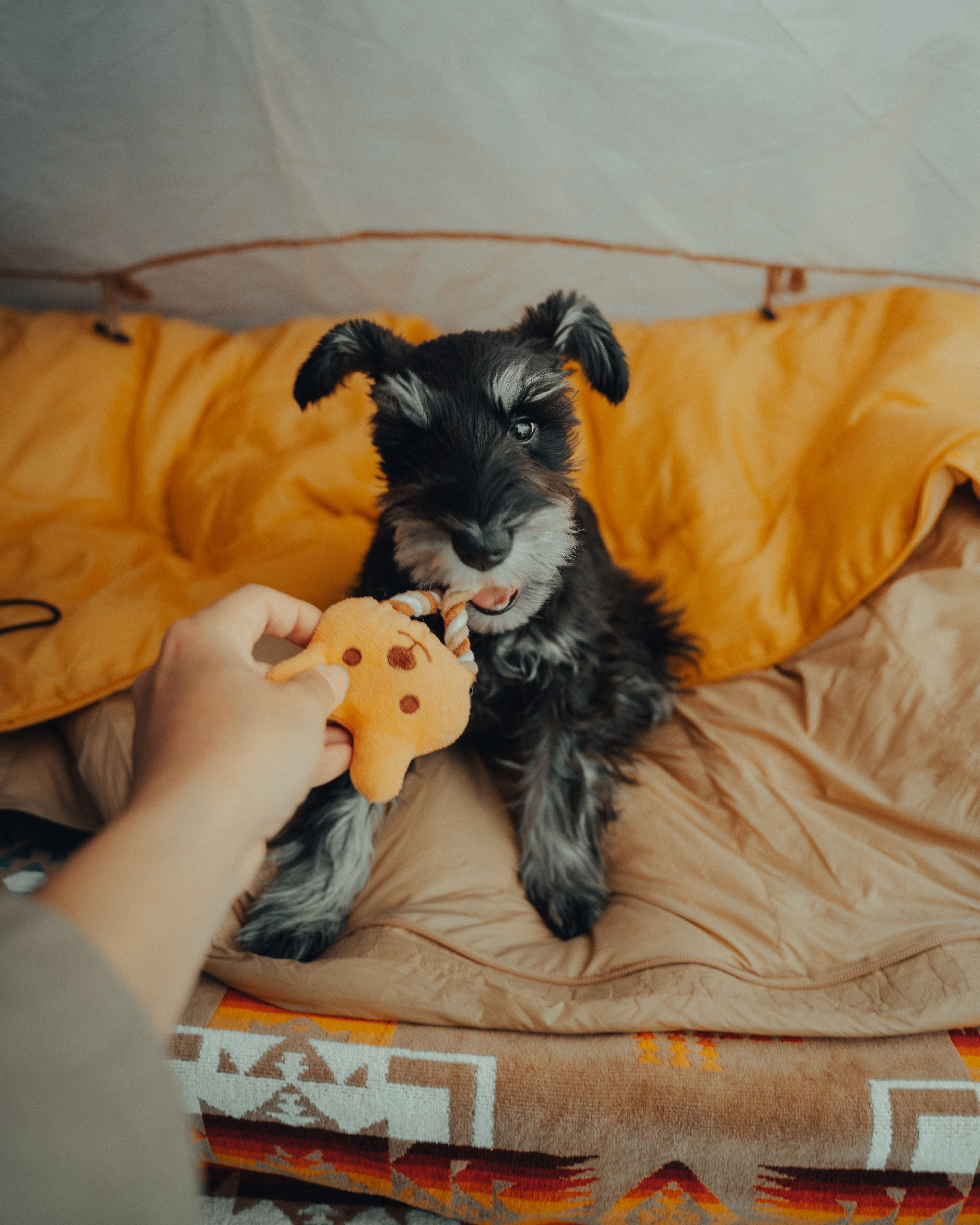 Enough exercise, enrichment, and downtime