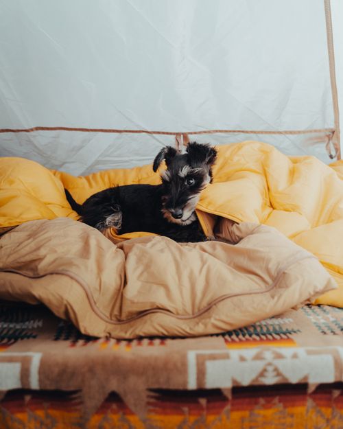 Free Adorable Schnauzer puppy nestled in a warm, cozy tent environment. Stock Photo