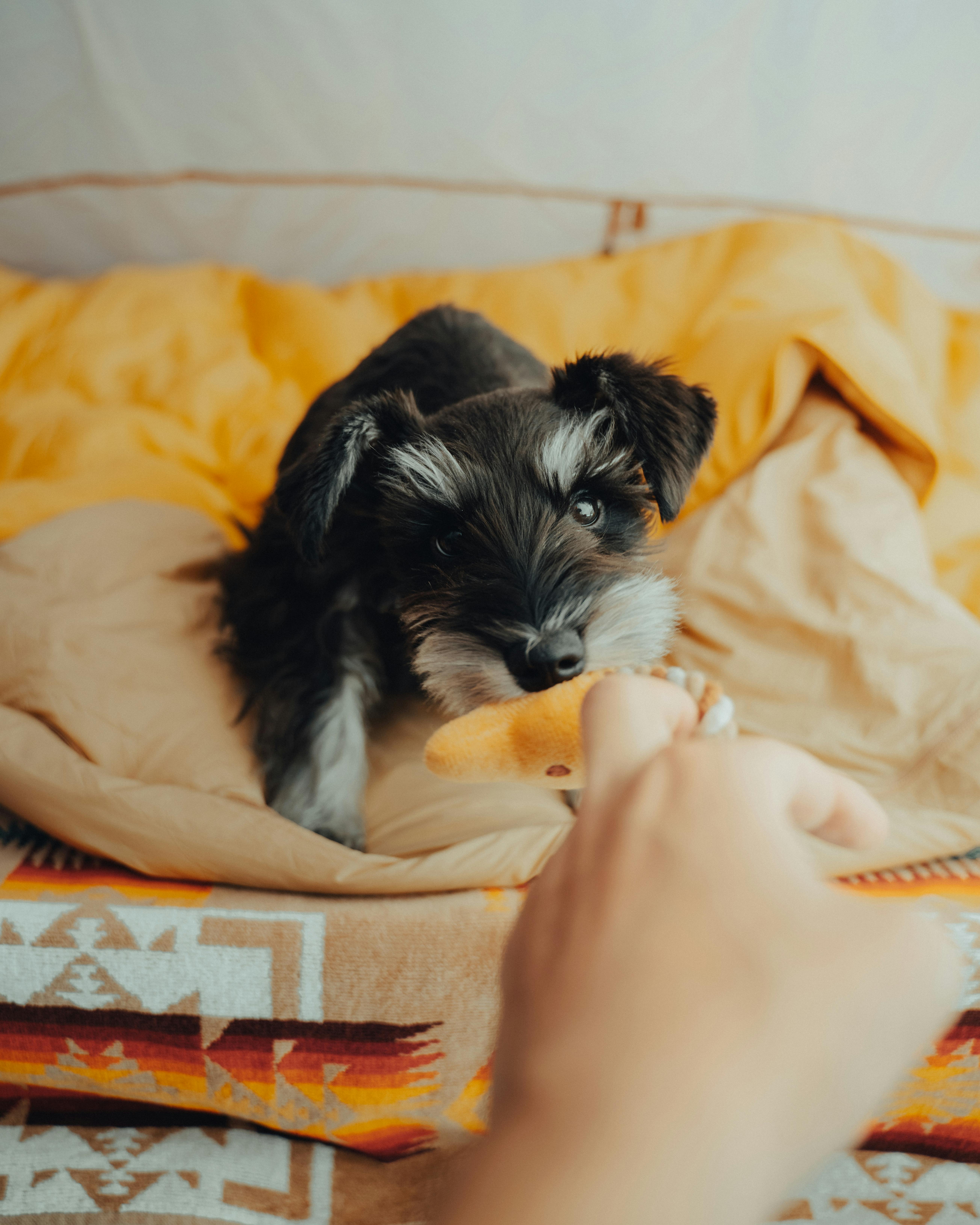 furry dog in a cushion