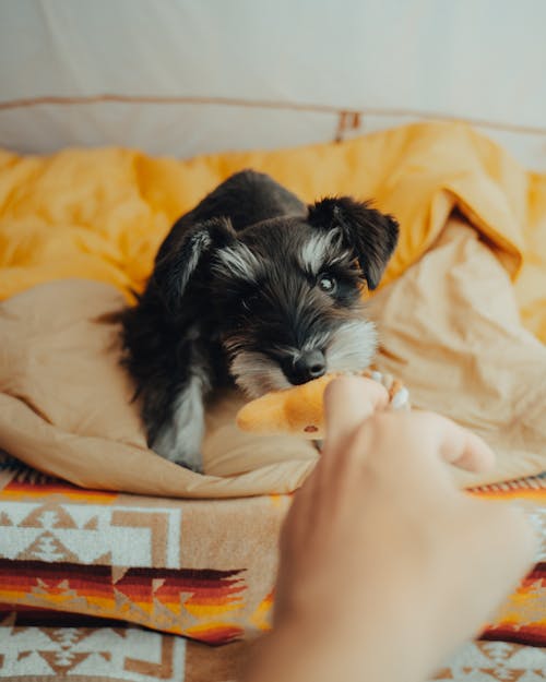Free Furry Dog in a Cushion Stock Photo