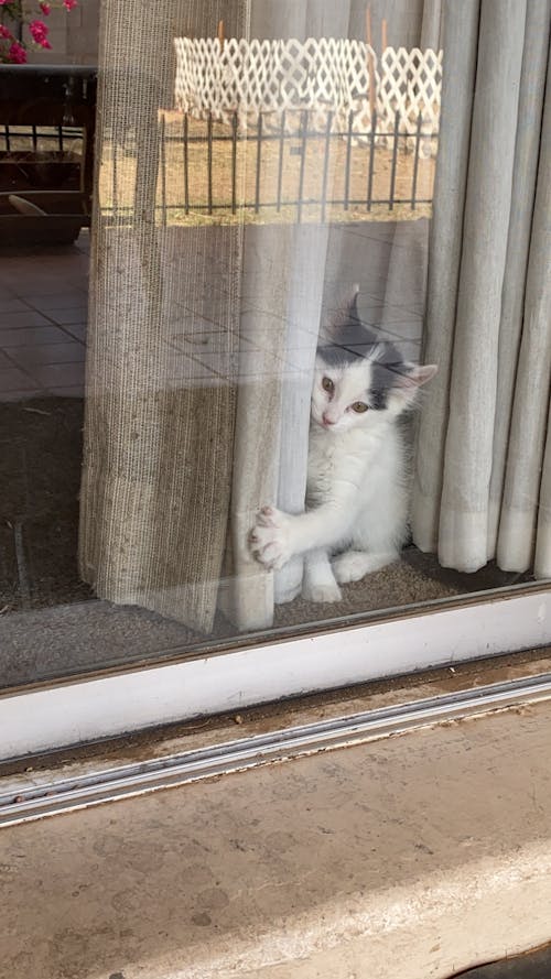 Free A White Tabby Cat Sitting near the Window Stock Photo