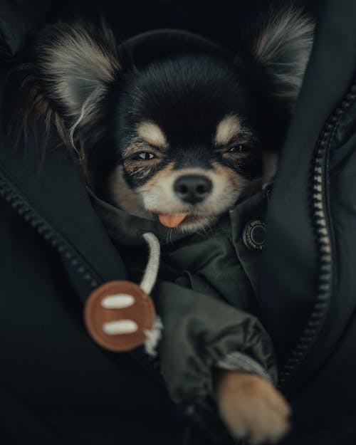 Free Close-up Photo of Cute Chihuahua Stock Photo