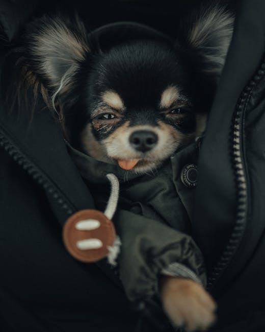Close-up Photo of Cute Chihuahua