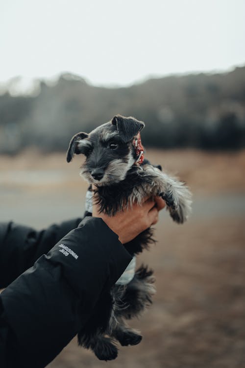 Free Close-Up Shot of a Person Holding a Black Puppy Stock Photo