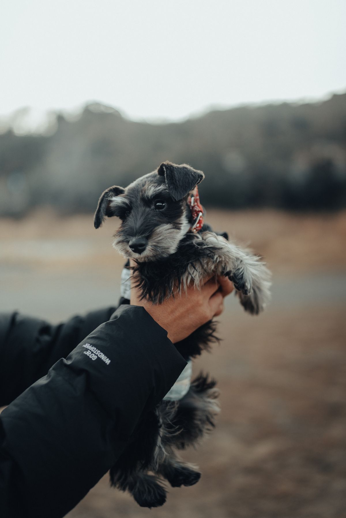 屋外で人に抱かれるミニチュア・シュナウザーの子犬