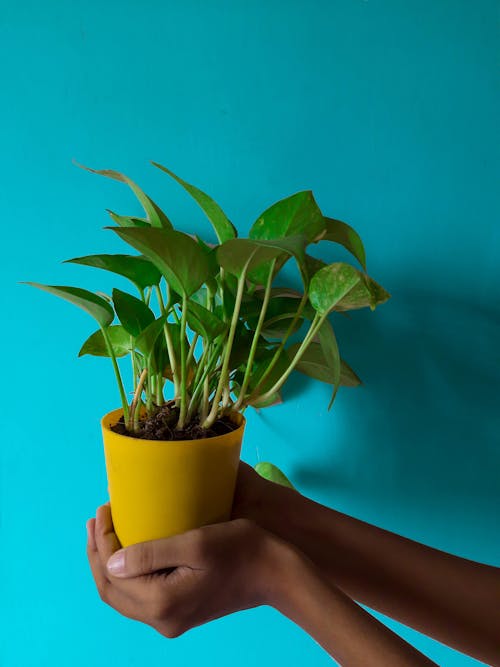 Person Holding  Plant in a Pot