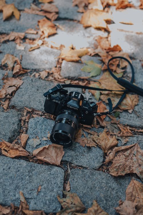 Free A vintage camera rests on a cobblestone path surrounded by fallen autumn leaves. Stock Photo