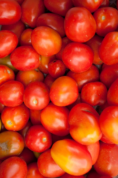 Free Close-Up Shot of Fresh Tomatoes Stock Photo