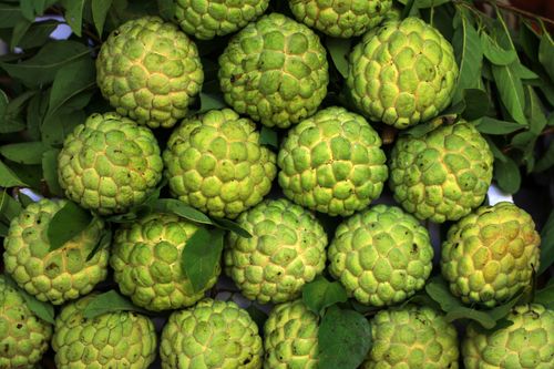 Free Cluster of green custard apples with lush leaves highlighting exotic tropical fruit texture. Stock Photo