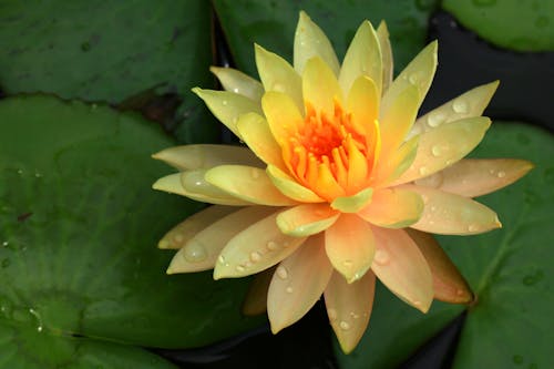 Close-Up Shot of a Yellow Lotus Flower in Bloom