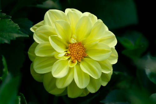 Close-Up Shot of a Yellow Gerbera in Bloom
