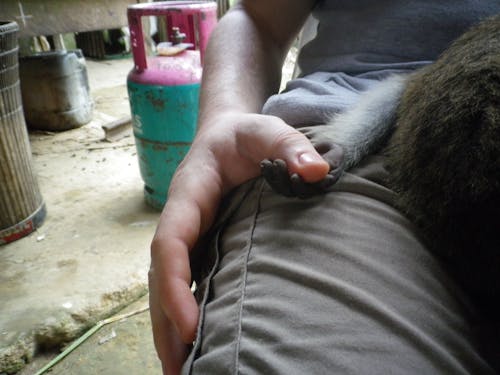 손, 아기, 원숭이의 무료 스톡 사진