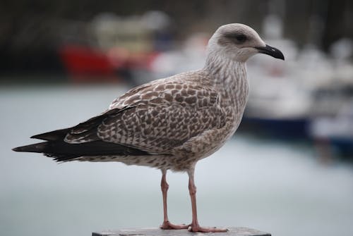 Black White and Brown Bird