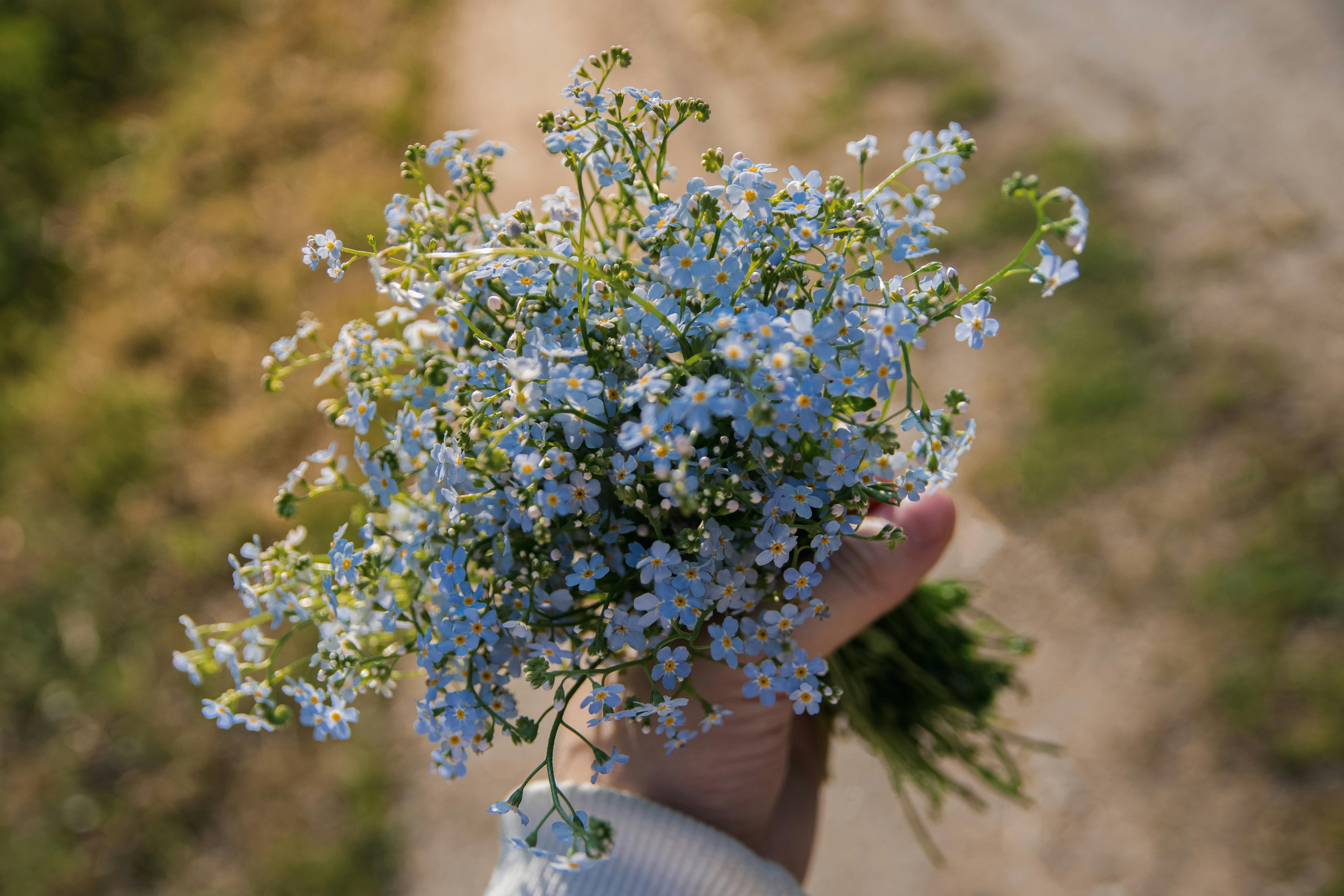 A close-up shot of a hand holding delicate blue wildflowers with a blurred background, captured outdoors.