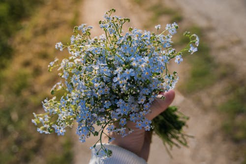 Close-Up Shot of a Person Holding a Bunch of Blue Flowers