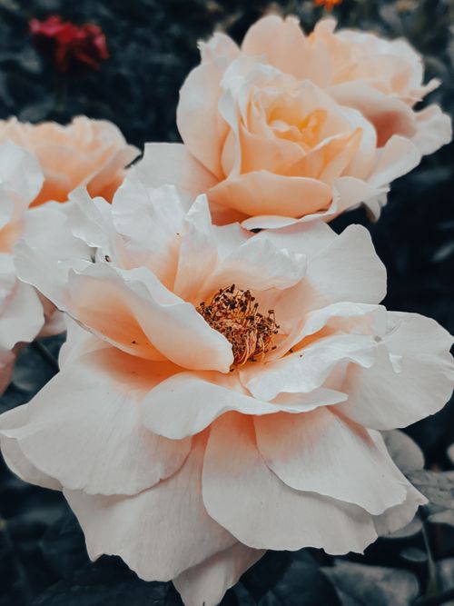 Free Delicate white roses in bloom, showcasing the intricate petals and natural beauty. Stock Photo