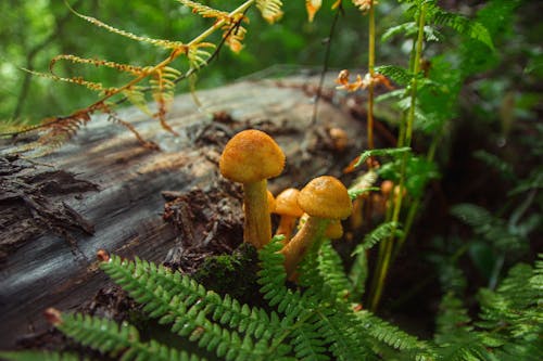 Δωρεάν στοκ φωτογραφιών με Boletus, ανάπτυξη, γκρο πλαν