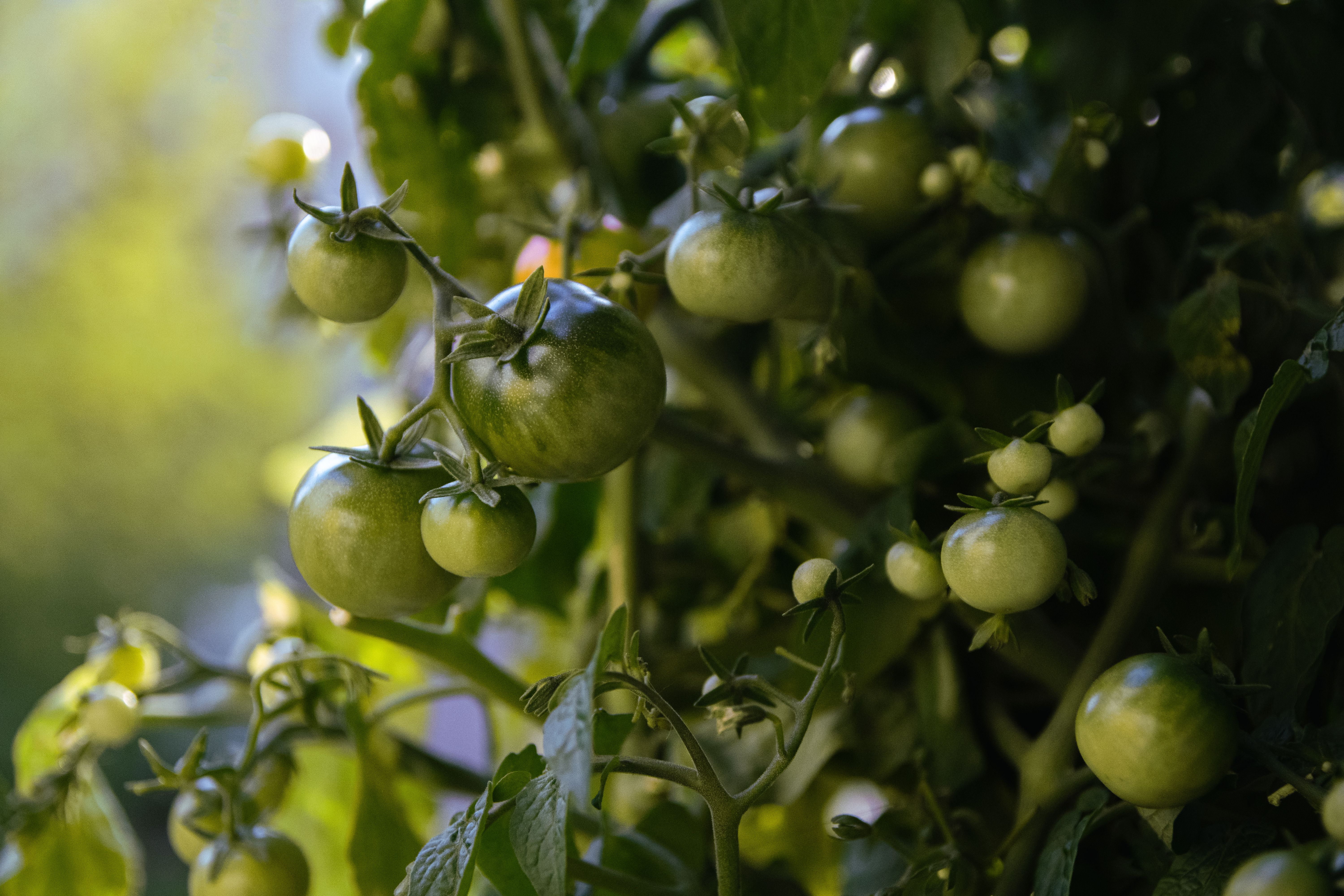 Year One Growing Tomatoes: Everything I Got Wrong