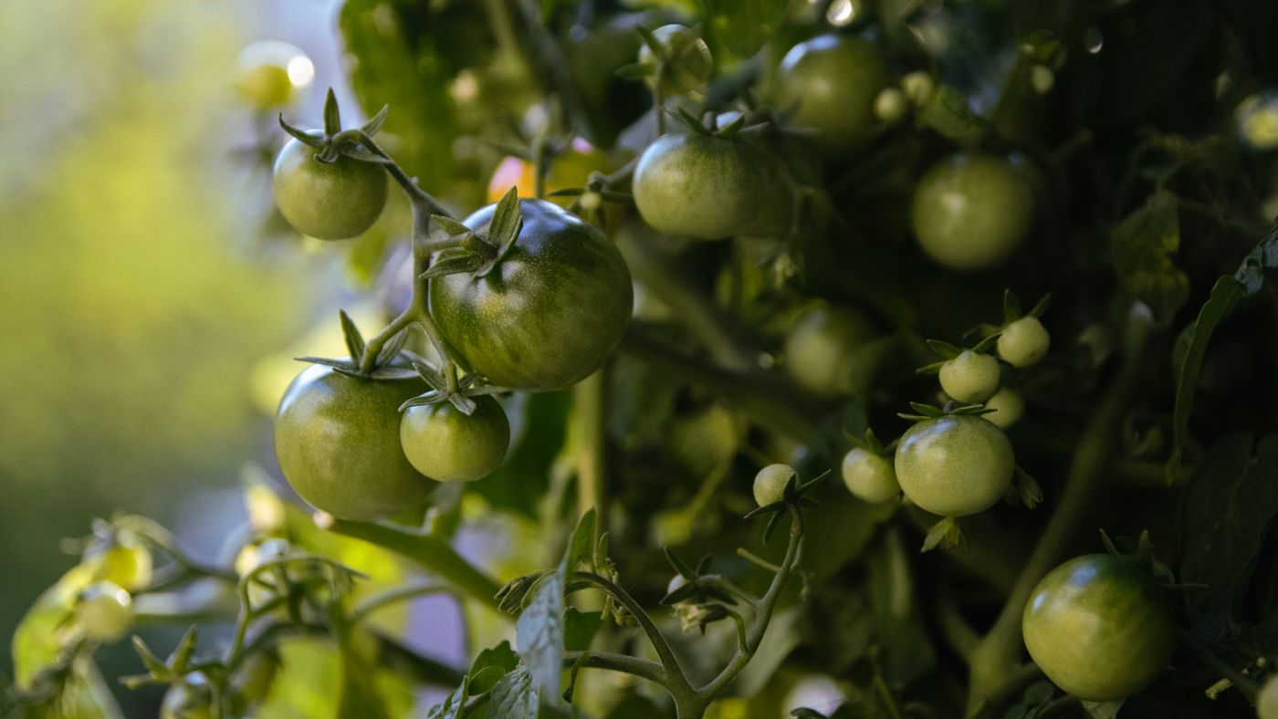 Year One Growing Tomatoes: Everything I Got Wrong