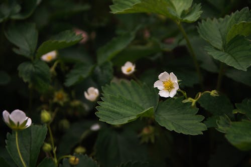 Close-Up Shot of Tiny White Flowers in Bloom